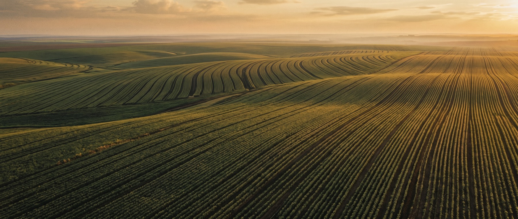 A wide field of young crops in morning light, orderly rows receding to the horizon